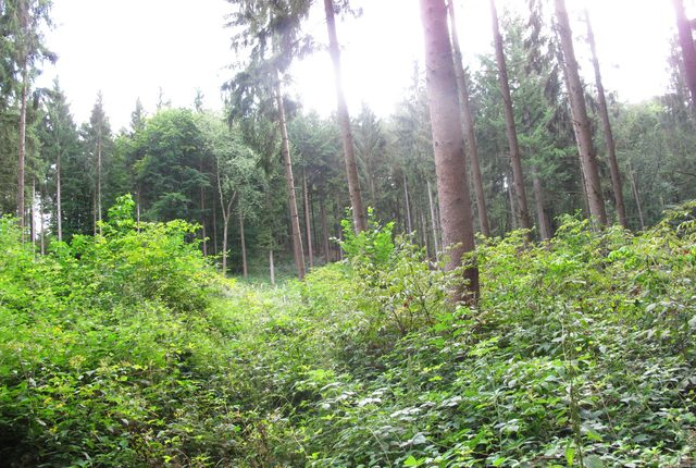 Kein Durchkommen - Himbeerland