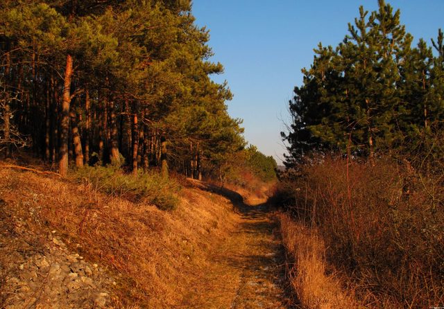 Auf dem mittleren Weg am Südhang des Mühlbergs
