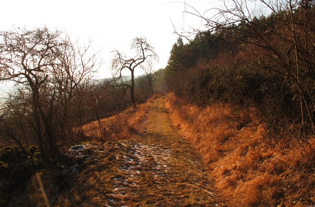Auf dem mittleren Weg am Südhang des Mühlbergs