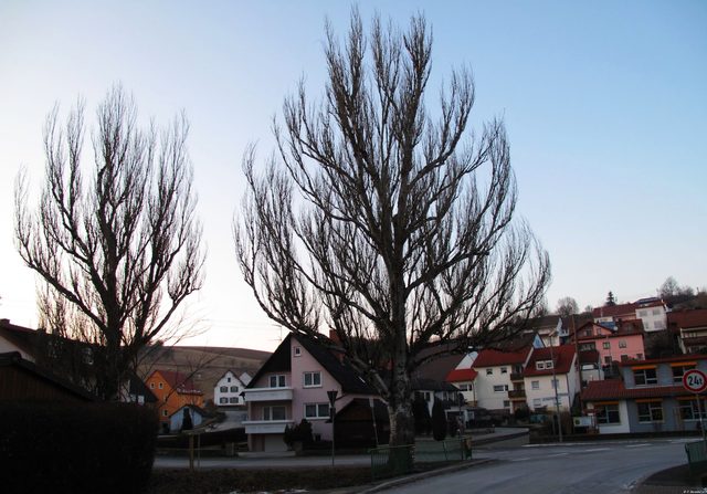 Die riesige Graupappel neben der Balbachbrücke