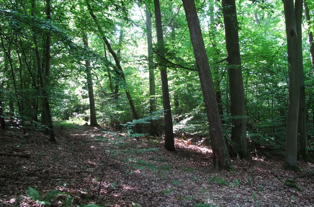 Steiler Hangwald zum Erftal