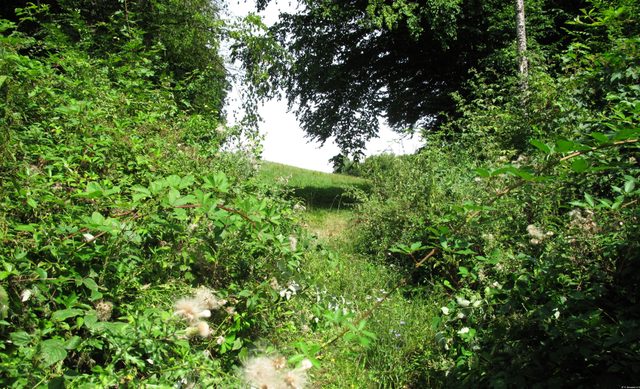 Dickicht am Waldrand