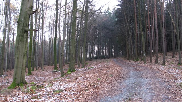 Eintritt des Weges in den Wald