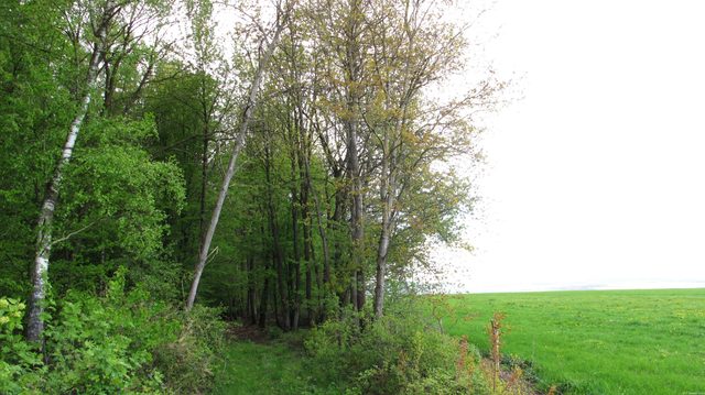 Alter Weg, der am Eichelsberg auf die Guggenberger Höhe hoch führt