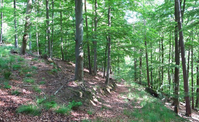 Alter Weg am Sommerberg