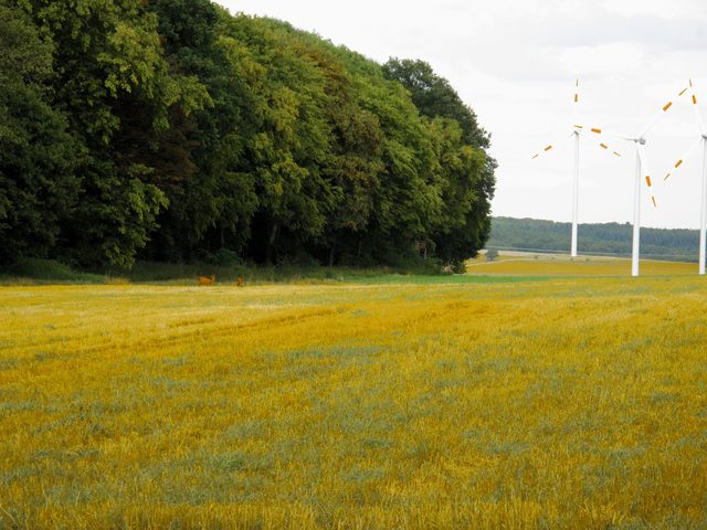 bei Böttigheim: NSG Kreuzberg / Hohenberg