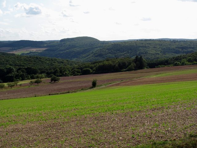bei Böttigheim: NSG Hirschberg (Panorama 5/10)