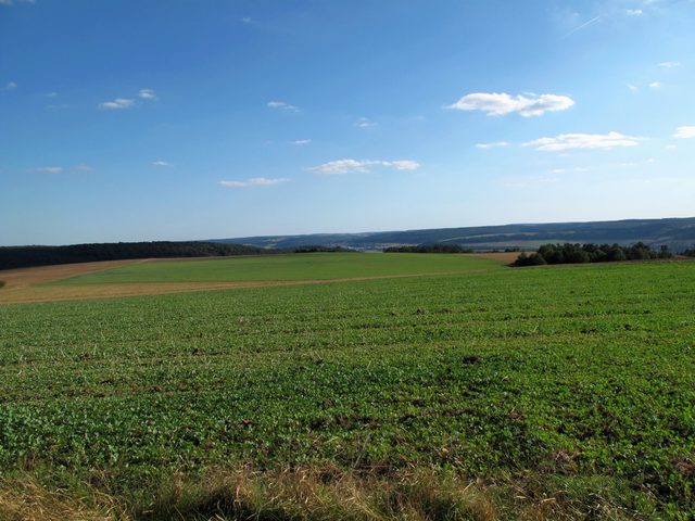 bei Böttigheim: NSG Kreuzberg