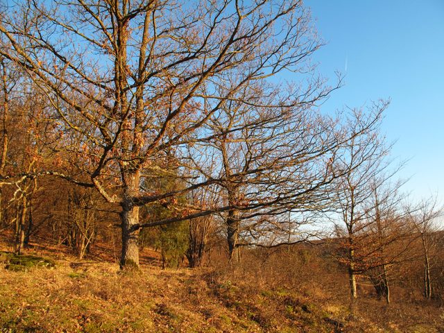 bei Steinbach: Geschützter Landschaftsbestandteil am Kirchholz