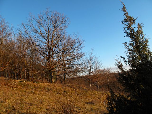 bei Steinbach: Geschützter Landschaftsbestandteil am Kirchholz