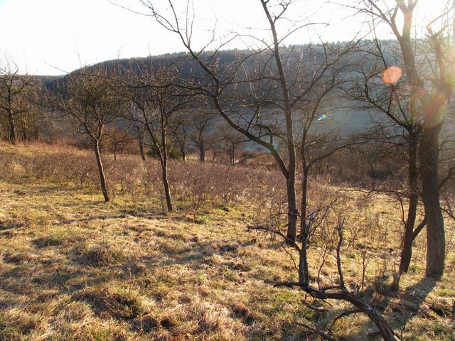 bei Steinbach: Geschützter Landschaftsbestandteil am Kirchholz
