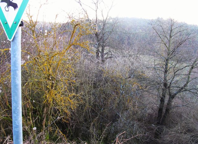 bei Steinbach: Geschützter Landschaftsbestandteil beim Kaisersgraben / Kirchholz