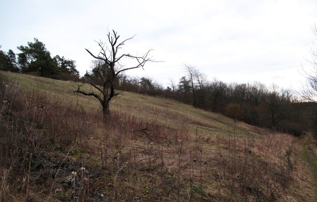 Im NSG Besselbergweinberge