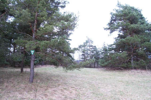 Naturdenkmal auf dem Schalksberg - am Rand des NSG Besselbergweinberge