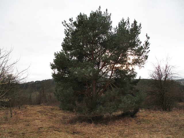 Kiefer auf dem Geißberg
