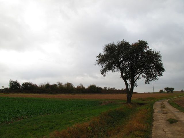 Allein stehender Baum zwischen Dittwarer Berg und Geißberg (Krummen)