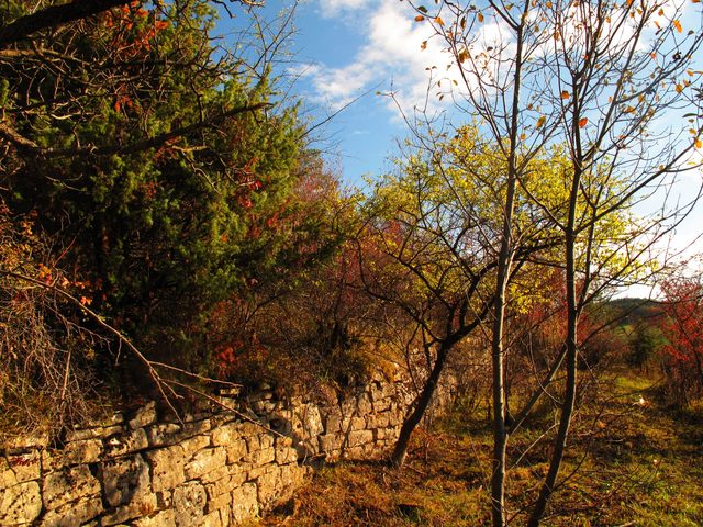 Am Westhang des Höhbergs (Werbach)