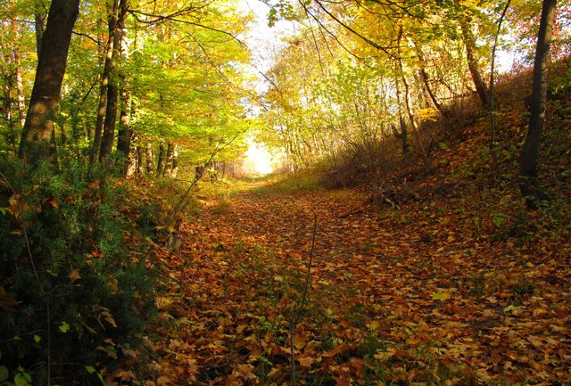 auf der Abzweigung zum Schafmichelweg