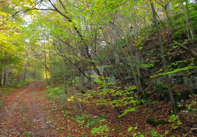 auf der Abzweigung zum Schafmichelweg