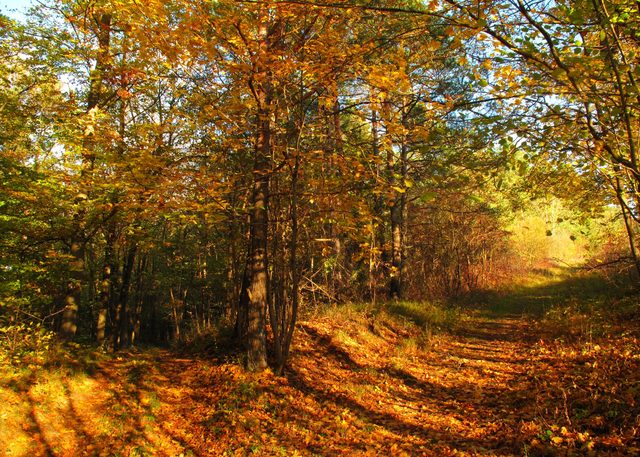 Und nun? Schafmichelweg (links) oder oder zur Höhberg-Hütte (rechts)?