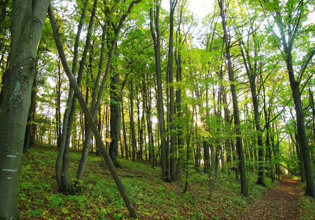 auf dem Höhberg (Werbach)