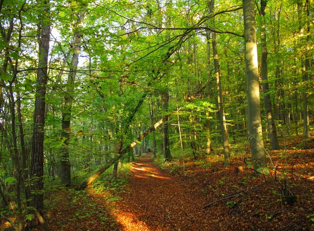 Der Schafmichelweg auf dem Höhberg (Werbach)