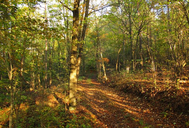 Der Schafmichelweg auf dem Höhberg (Werbach)