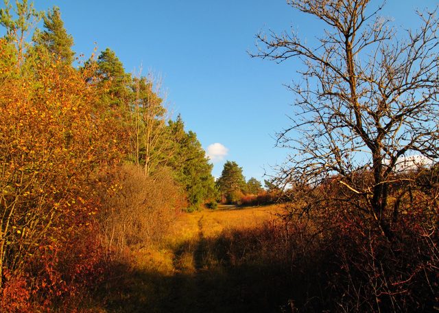 Der Schafmichelweg auf dem Höhberg (Werbach)