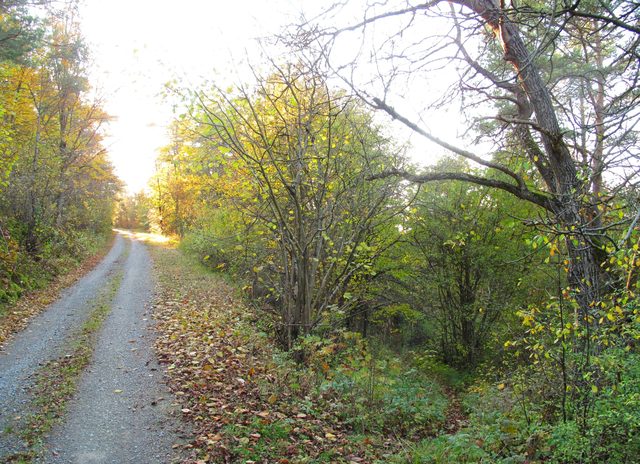 Abzweigung eines Fußweges den Höhberg runter (Westseite)
