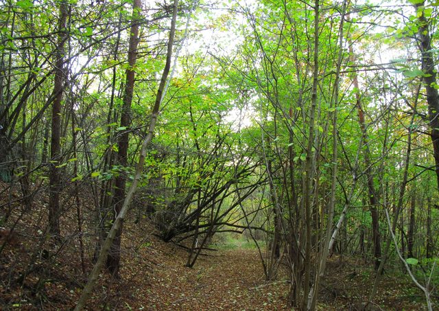 Auf dem Fußweg den Höhberg runter (Westseite)