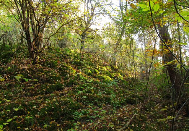 Abzweigung eines Trampelpfades zum Aussichtspunkt 'Taubertalblick' vom Fußweg auf den Höhberg (Westseite)