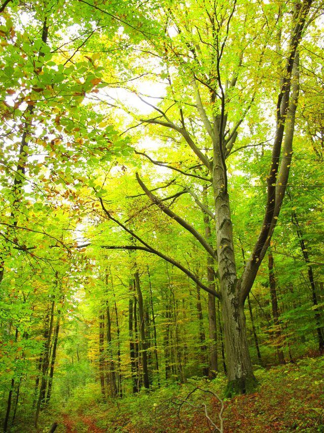 Große, alte Buche am Schafmichelweg auf dem Höhberg (Werbach)