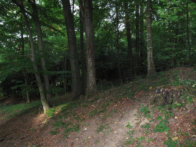 Auf einem alten Weg in den 'Tannen' bei Hof Baiertal