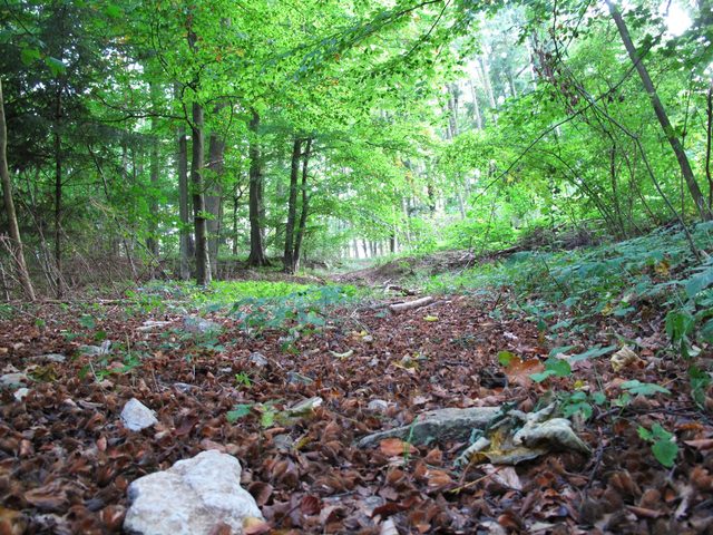 Auf einem alten Weg in den 'Tannen' bei Hof Baiertal