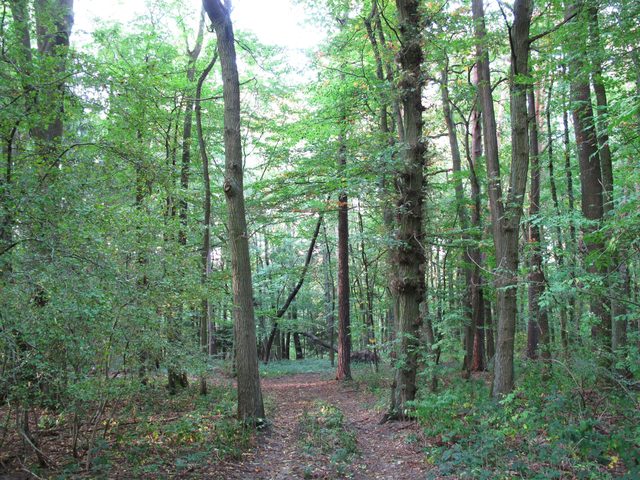 Die Alte Straße in den 'Tannen'