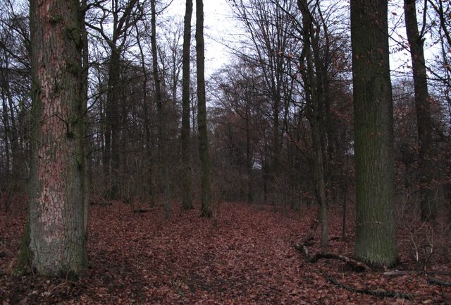 Am Waldrand auf dem Griesberg