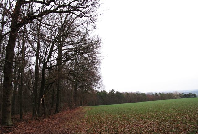 Am Waldrand auf dem Griesberg