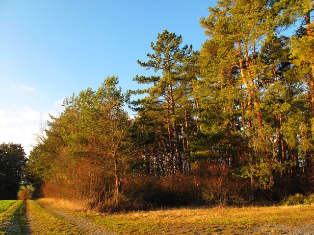 Der Panorama-Weg auf dem Schmachtenberg - rechts geht´s nach Lauda, gerade aus zum Wetterkreuz