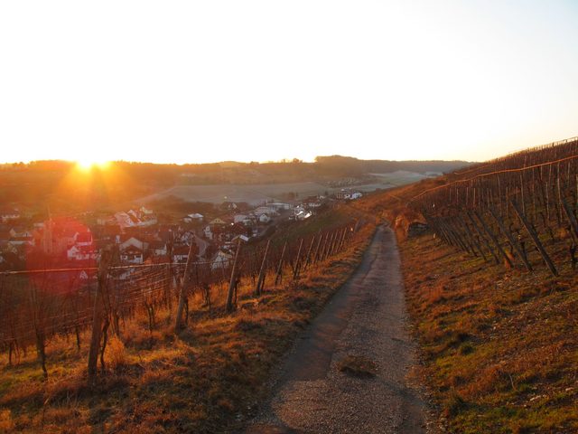 In den Becksteiner Weinbergen am Scheinberg