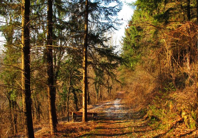 Weggabelung am Mühlberg (Waldrand des Großen Kammerforstes zum Maisenbachtal)