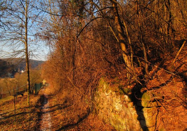 Wanderweg am Mühlberg (Waldrand des Großen Kammerforstes zum Maisenbachtal)