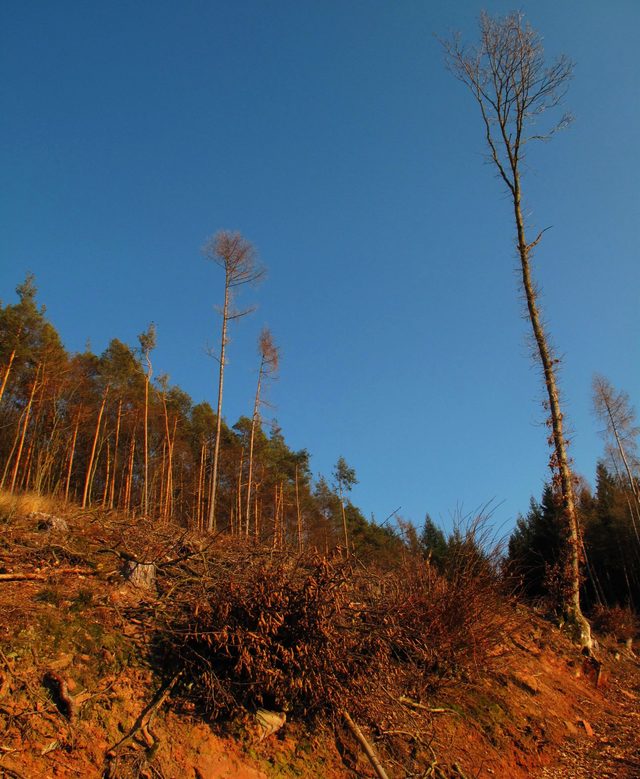 Mühlberg/ großer Kammerforst