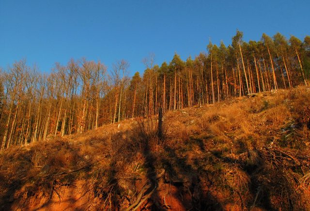 Mühlberg/ großer Kammerforst