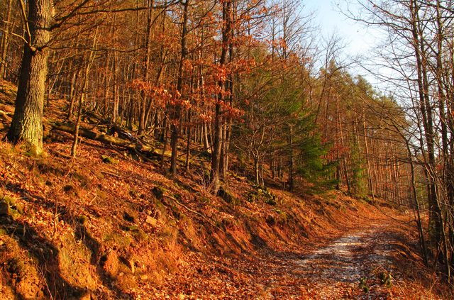 Auf dem Mühlberg im Großen Kammerforst