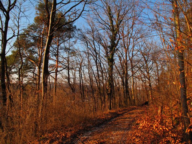 Auf dem Mühlberg im Großen Kammerforst