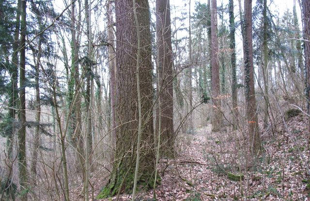 Auf einem alten Weg vom Taubertal (beim ehem. Wallgraben) auf den Schloßberg (zum Kutschenbau)