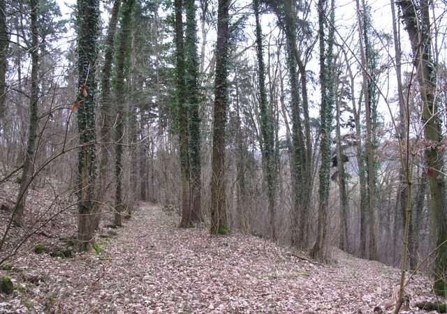 Auf alten Wegen am bewaldeten Nordhang des Schlossbergs (unterhalb der Gamburg)