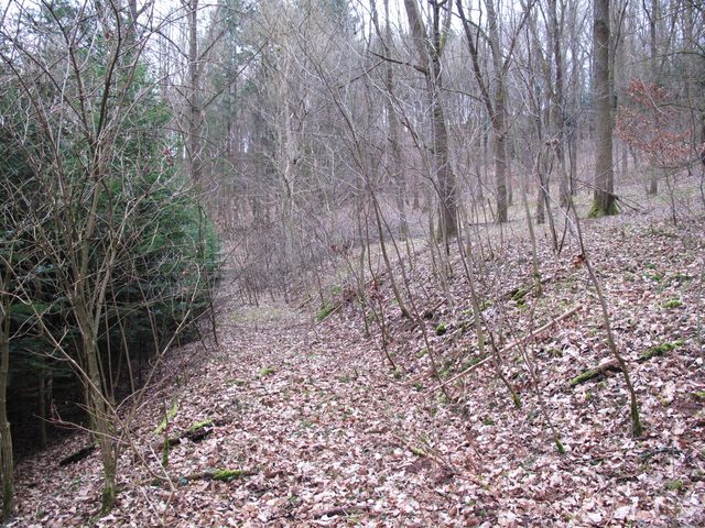 Auf alten Wegen am bewaldeten Nordhang des Schlossbergs (unterhalb der Gamburg)