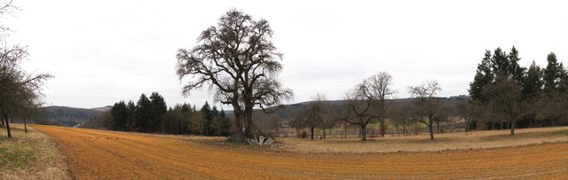 Schöner Baum (Rod, Schloßberg)