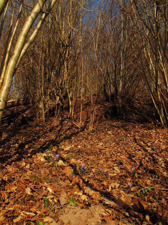 Erste Frühlingsboten am Fuße des Hannebergles